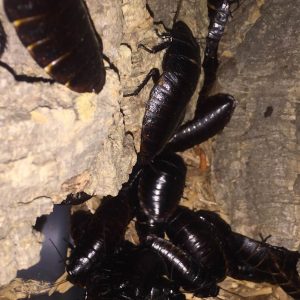 Adult Madagascar Hissers